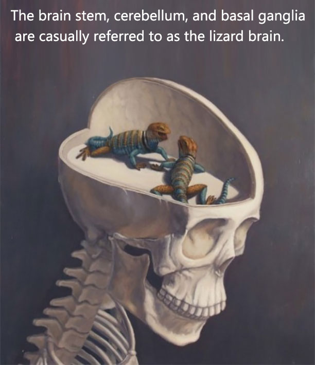 Lizard Brain Definition
