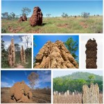 Introductory Case: Life of termites as eusocial insects