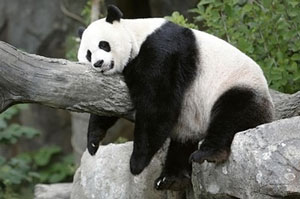 Thin content against lean content and why google panda hates thin content