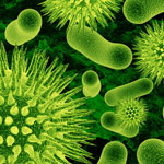 Bacteria becoming resistant against antibiotics in a evolutionary process