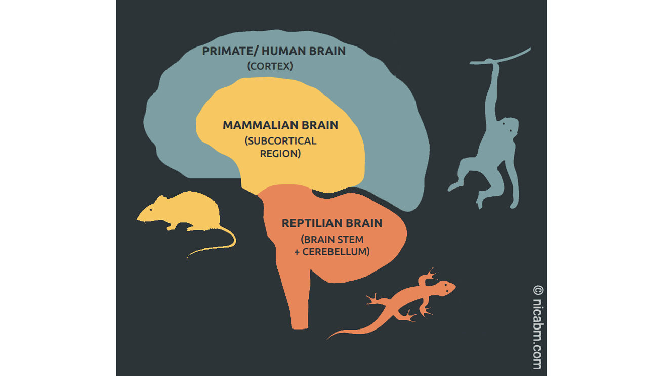 The Meaning of Lizard Brain | Do we really have lizard and monkey