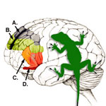 What is the lizard brain